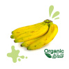 Banano agroecologico