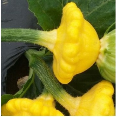 zucchini baby amarillo